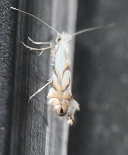 Réf. 300 398 : Phyllonorycter tenerella